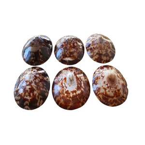 Concha de limpet ovalada de Vietnam de calidad de exportación para colecciones de conchas marinas con acabados naturales pulidos de alto brillo - Product Image 5