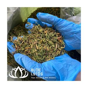 Thé de fleurs de papaye séchées de haute qualité, durable, boisson à base de plantes premium, vente en gros, exportation - Product Image 1
