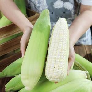 Frozen Boiled Sticky Rice Corn Whole Cob Ready to Eat Export Quality - Product Image 3