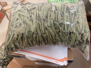 Feuilles de goyavier séchées très demandées pour la perte de poids, le soin de l'acné et le soulagement de la toux, sac PP de 40 kg, 50 sacs/20 pieds conteneurs, Viet Delta, 24 mois - Product Image 5
