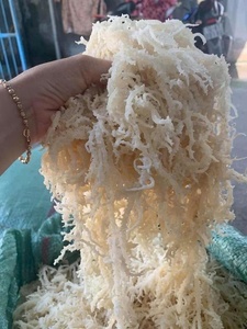 HOT <b>DRIED</b> GOLDEN SEA <b>MOSS</b> 2025/ IRISH SEA <b>MOSS</b>/ EUCHEUMA COTTONII Ms. Lily - Product Image 3