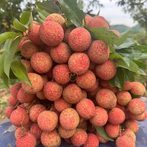 Lichi Fresco de Vietnam, Piel Roja, Pulpa Blanca, Fruta de Alta Calidad para Exportación Global - Product Image 4