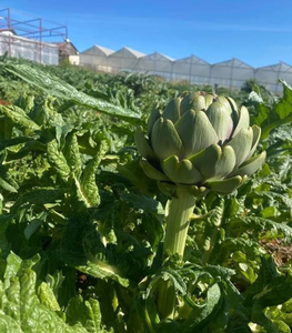 Flor de alcachofa seca de Vietnam de alta calidad para tiendas de té y menús de cafeterías, con aroma natural y sabor a hierbas. - Product Image 6