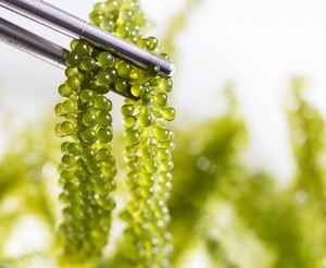 สาหร่ายองุ่นคุณภาพสูง คาวิอาร์เขียวมีคุณค่าทางโภชนาการ ลาโต อาราโรเซป แห้งอร่อย สำหรับสลัด - Product Image 4