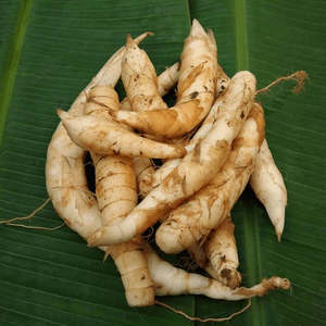 Poudre de racine de arrowroot exportée du Vietnam – Fournisseur en gros d'ingrédients alimentaires de première qualité - Product Image 1