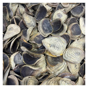 Conchas de Operculum para Decoración de Hogares de Lujo, Productos de Fragancia y Negocios de Fabricación de Regalos - Product Image 6