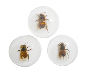 Cabujón de Plástico con Espécimen Real de Abeja, Redondo, 25x25 mm, Base Plana Blanca, para Manualidades y Joyería - Product Image 1