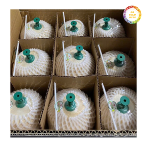 Premium <b>Fresh</b> Young <b>Coconut</b> Whole Green <b>Coconut</b> for Bulk Order Beverage Use and International Export - Product Image 1