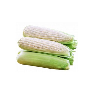 Maíz Blanco Premium para Exportación: Pedido a Granel para Importadores, Grano Seco de Calidad, Empaque Seguro y Proveedor Confiable - Product Image 2