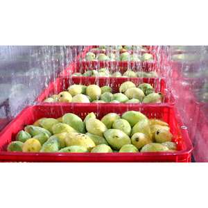 น้ำผลไม้กระป๋องสด330มล. น้ำมะม่วงสดเวียดนามผู้ผลิตเครื่องดื่มติดฉลากส่วนตัวจากเวียดนาม - Product Image 3