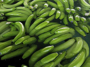 Plátanos Cavendish Verdes Austríacos Frescos de Primera Calidad, Grado 1, Sabor Natural Dulce y Suave, Caja de 13.5 kg, Almacenamiento en Frío, Mejor Precio - Product Image 6