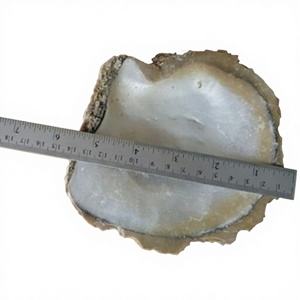 Coquille de nacre d'ormeau pour l'artisanat DIY, la fabrication de bijoux et la décoration intérieure - Product Image 6