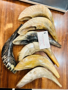 แตรแกะคุณภาพพรีเมียม เป็นมิตรกับสิ่งแวดล้อม ราคาขายส่ง ผลิตด้วยมือ ขัดเงา แตรเป่าสำหรับพิธีกรรมทางศาสนาของชาวยิว เหมาะสำหรับตกแต่งบ้าน - Product Image 3