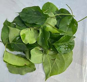 ใบลาเจียงแช่แข็งพรีเมียมสำหรับหม้อไฟ IQF บรรจุกล่อง 20 ปอนด์ คุณภาพสูงจากซัพพลายเออร์เวียดนาม - Product Image 3