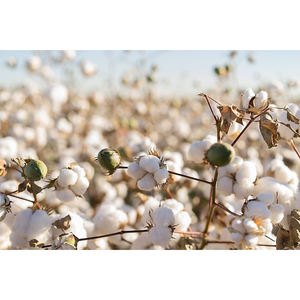 Vente en gros de rembourrage en coton biologique pur à 100 %, acheter auprès d'un exportateur belge - Product Image 4