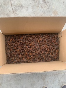 Phalco Vietnam Company's Star Anise Big <b>Flower</b> Good Flavor Factory Price Blended Dried Process Style Dried <b>Single</b> Spices & Herbs - Product Image 3