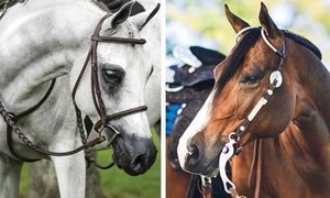 Lightweight English Leather Halter for Horse with Contrast Color Soft Leather Padded Brass Hardware Custom Design Bridle - Product Image 5