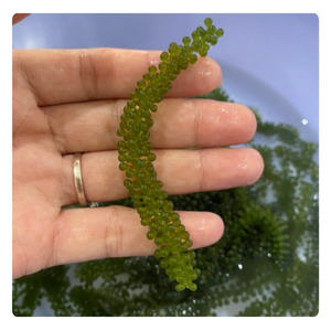 Uvas de Mar Deshidratadas, Tendencia 2026, Ingrediente Saludable para la Industria Alimentaria - Product Image 2