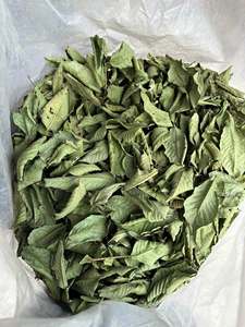 Hojas de Guayaba Secas Premium, Té de Hierbas Natural, Producto Agrícola para Exportación al por Mayor - Product Image 6