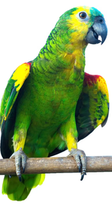 Live Blue-Fronted for Parrots for Breeding <b>Aviaries</b> Ornamental Bird Trade Wholesale Export Supply NMF (PVT) LTD South Africa - Product Image 4