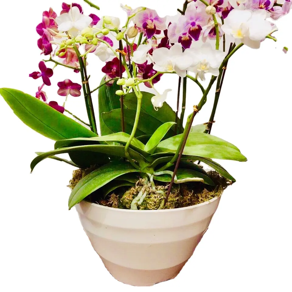 Горшок для волнистых растений: пластиковая чаша для растений диаметром 9,5 дюйма, цветочные горшки с волнистым узором для деревьев бонсай, орхидеи, трав