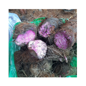 Cubes de pommes de terre violettes surgelées IQF, légumes préparés naturels à base de racines pour soupes, salades et traiteur - Product Image 4