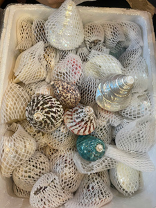 Concha Decorativa Vietnamita de Nácar Pulido de 10 cm para Acuario, Decoración Costera - Product Image 6