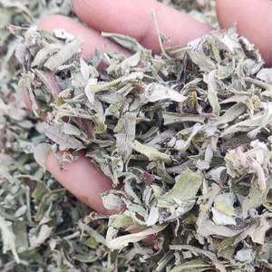 Artemisia Vulgaris Artemisa Hojas secas Magwort Hoja Nagadouna Ajenjo Secado Ajenjo salvaje Hierbas crudas Venta al por mayor Producto a base de hierbas - Product Image 2