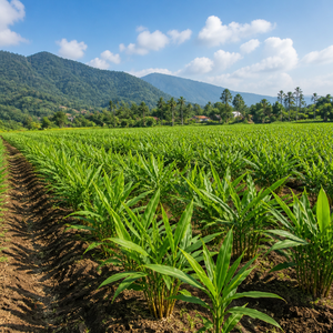 Gingembre frais de Quang Nam, Vietnam |   Racine de gingembre aromatique et épicée pour l'exportation - Product Image 5