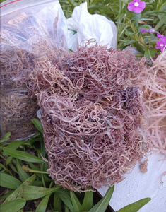 สาหร่ายเวียดนามพันธุ์ Purple Cottonii ตากแห้งด้วยแสงแดด วัตถุดิบจากพืชทะเลสำหรับการผลิตคาร์ราจีแนน วัสดุเพิ่มความข้น - Product Image 3
