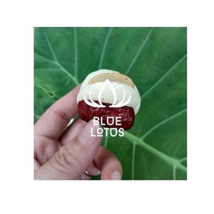 นมเม็ดมะม่วงหิมพานต์ผสมพุทรา ผลิตภัณฑ์รักษ์โลก คุณภาพสูง รสชาติอร่อย ให้พลังงาน ขนมผลไม้ ลองดูสิ! สั่งซื้อได้เลยจากโรงงานโดยตรง - Product Image 1