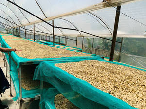 Granos de café Robusta New Harvest, café integral tostado medio con sabor neutro, empaquetado en bolsa a granel a un precio asequible - Product Image 5