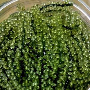 LA MEJOR OPCIÓN/ UVAS DE MAR FRESCAS/ CAVIAR VERDE/ ALGAS DESHIDRATADAS DE VIETNAM DE ALTA CALIDAD DELICIOSAS 100% NATURALES/ ANNA DO - Product Image 2