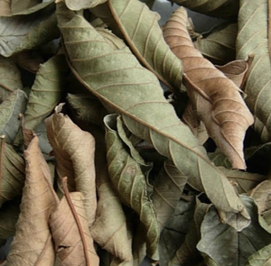 Hojas de Guayaba Secas de Calidad de Vietnam, Ideales para Infusiones de Bebidas Calientes y Creaiones Culinarias Sabrosas en Todo el Mundo - Product Image 5