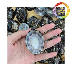 Conchas de limpets de alta calidad para manualidades, decoración de acuarios y diseño de interiores con temática playera - Product Image 3