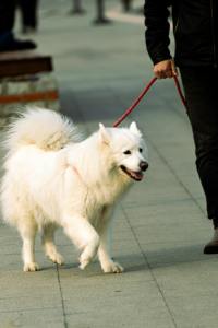 Laisse Réfléchissante pour Animaux, <span class=keywords><strong>Corde</strong></span> de Liaison pour Entraînement Canin avec Mousqueton Verrouillable pour Promenades en Extérieur et Utilisation en Parc pour Chiens - Product Image 6