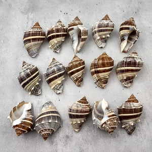 Productos de decoración para acuarios, conchas marinas naturales de Vietnam, conchas limpias al por mayor, conchas de playa a precio económico - Product Image 6