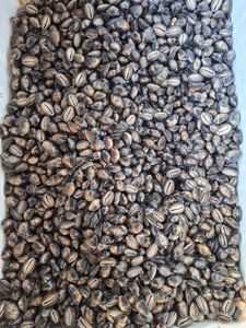 Concha de Cauri – Concha Marina Natural para Manualidades, Joyería y Aplicaciones Decorativas_ Ms. Sohee - Product Image 3