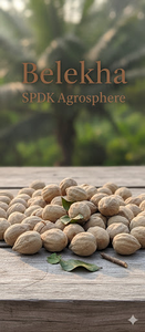 Ingrédient laxatif naturel Behda (Myrobalan sauvage / Terminalia Bellirica) - Product Image 5