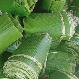 Feuilles de bananier fraîches en gros pour emballage alimentaire, restaurants, traiteur, exportation, qualité verte naturelle, traitement courant - Product Image 4