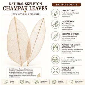 AQUA VRIKSHA Premium Natural Skeleton Champak Leaves for Crafts Decoration, Resin Art & Floral Arrangements|11-15 CM|Pack of 500 - Product Image 5