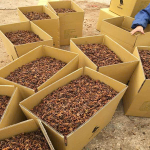 High Quality Dried STAR ANISE Spices From HCM City (Call or Text +84 82 95 26 179) - Product Image 5