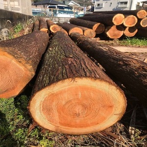 Compre Troncos Redondos de Madera de Ébano Negro de Primera Calidad para Uso en el Hogar y al Aire Libre con Entrega Rápida al Mejor Precio al por Mayor - Product Image 1