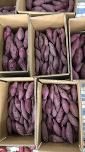 EXPORTATION PRODUIT DU VIETNAM PATATE DOUCE SÉCHÉE DE HAUTE QUALITÉ ET BON PRIX/ - Product Image 6