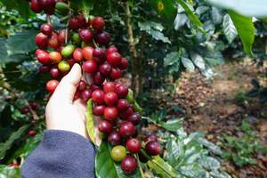 HANCOFFEE 2025-2026 Nuevas Cosechas de Café Verde Arábica de Vietnam, Grado 3-1, Tamaño 14-18, Lavado/Natural - Muestra Gratis - Product Image 2