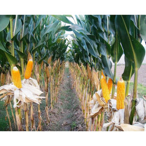 Proveedor de Maíz Amarillo a Granel, Exportador Mayorista de Maíz Natural No Modificado Genéticamente para Alimentación Animal e Industria Alimentaria - Product Image 6