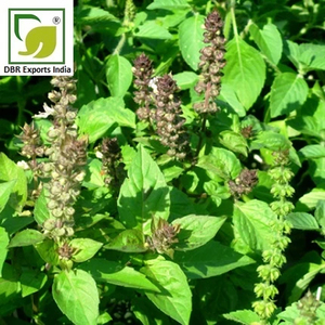 Aceite Esencial de Albahaca Sagrada, Fabricante Indio para Suministro a Granel a las Industrias Cosmética y de Fragancias - Product Image 3