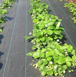 <span class=keywords><strong>Vente</strong></span> directe d'usine, tissu <span class=keywords><strong>de</strong></span> protection contre les mauvaises herbes en PE PP vierge, barrière contre l'herbe, tissu paysager, couverture <span class=keywords><strong>de</strong></span> sol - Product Image 4