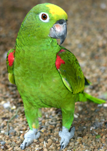 Yellow-Headed Amazon Parrot Live <b>Birds</b> for Aviculture Breeding Ornamental <b>Aviaries</b> and Wholesale Supply - Product Image 5