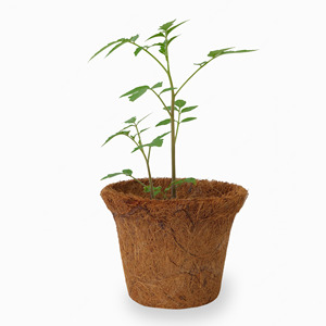 Jardinière de noix de coco du Vietnam biodégradable et écologique, pots compressés en coco naturel, prêt à être expédié - Product Image 5